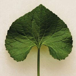 Chloé Atelier des Fleur Violet - Eau de Parfum