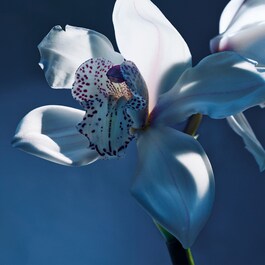 Chloé Atelier des Fleurs Orchidée de Minuit - Eau de Parfum
