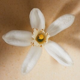 Chloé Atelier des Fleur Néroli - Eau de Parfum