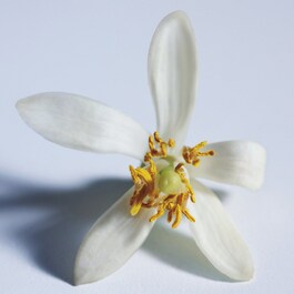 Chloé Atelier des Fleurs Nuit d'Oranger - Eau de Parfum