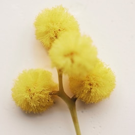 Chloé Atelier des Fleur Herba Mimosa - Eau de Parfum