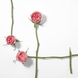 Rose & Rose - Parfémová voda 