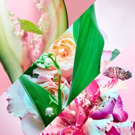 Goldea Rose Blossom Delight - Parfémová voda