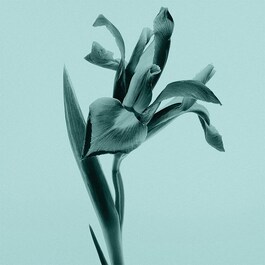 Tiffany Intense - Parfémová voda