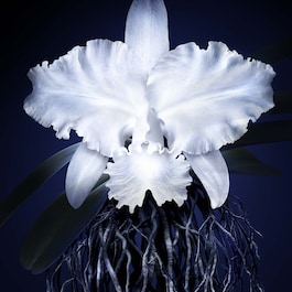 Orchidée Impériale The Cream - Komplexní krém