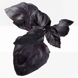 Eau De Basilic Pourpre - Kolínská voda