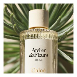 Chloé Atelier des Fleur Cedrus - Eau de Parfum
