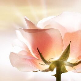 Dior Prestige La Lotion Essence de Rose – Výživná pleťová péče proti stárnutí 