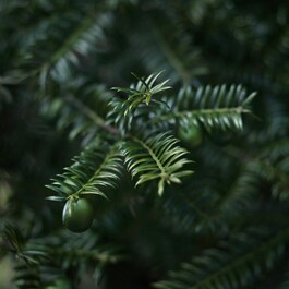 Clarifying Emulsion with Bija Seed Oil - Emulze