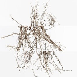 Terre d'Hermès Eau Intense Vétiver - Parfémová voda