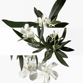 Un Jardin En Méditerranée - Toaletní voda