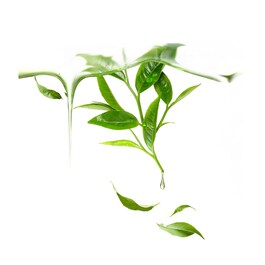 Green Tea UFO - Sonický kartáček na obličej