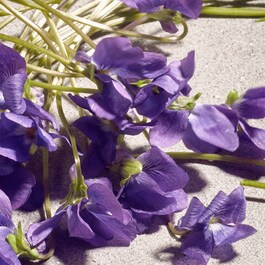 Dolce Violet - Toaletní voda