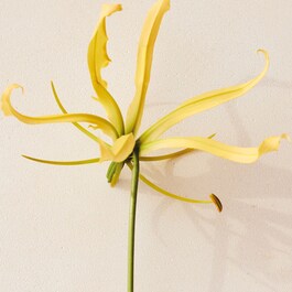 Chloé Atelier des Fleur Ylang Ylang - Eau de Parfum