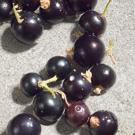 Dolce Violet - Toaletní voda