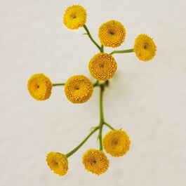 Chloé Atelier des Fleur - Eau de Parfum