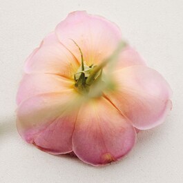 Chloé Atelier des Fleurs Rosa Damasca - Eau de Parfum