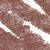 01 Lipblush (0,3 g)